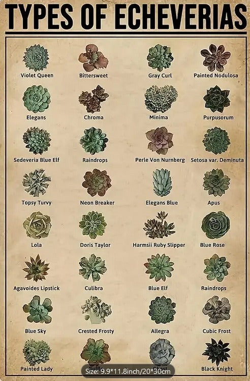Gift Metal Sign-Types of Echeverias