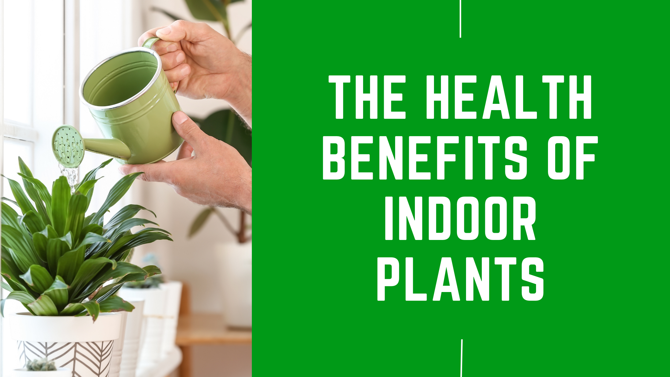 The Health Benefits of Indoor Plants – JnS Books N Plants