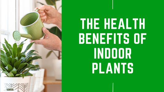 The Health Benefits of Indoor Plants