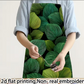 Apron - Non-Real Embroidery of Green Plant Leaves