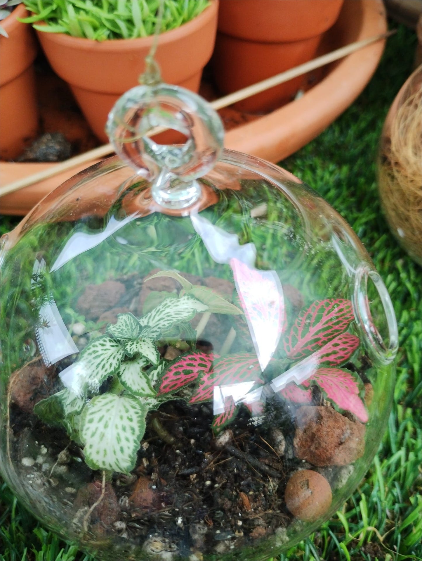 Mini Terrarium