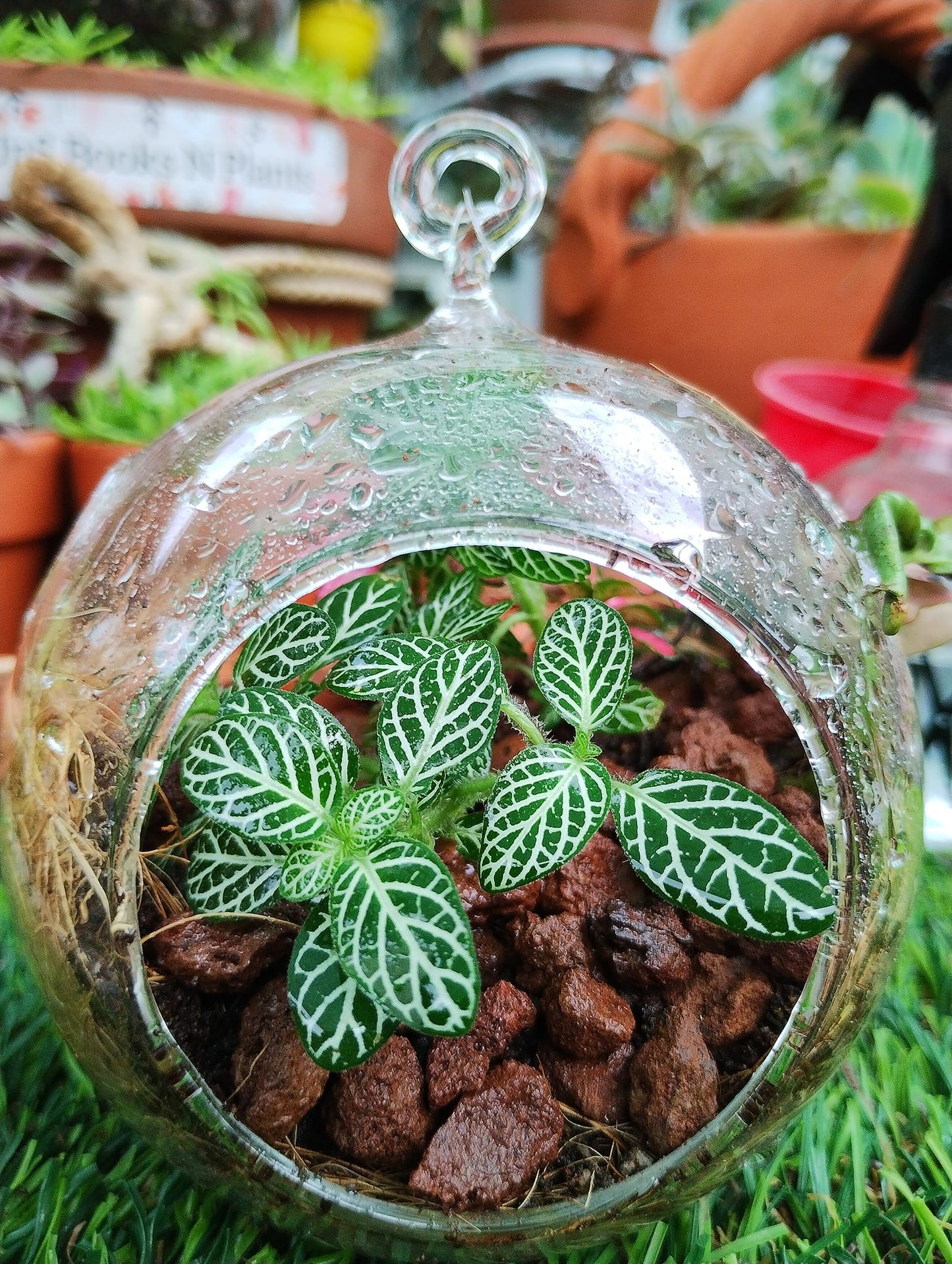 Mini Terrarium