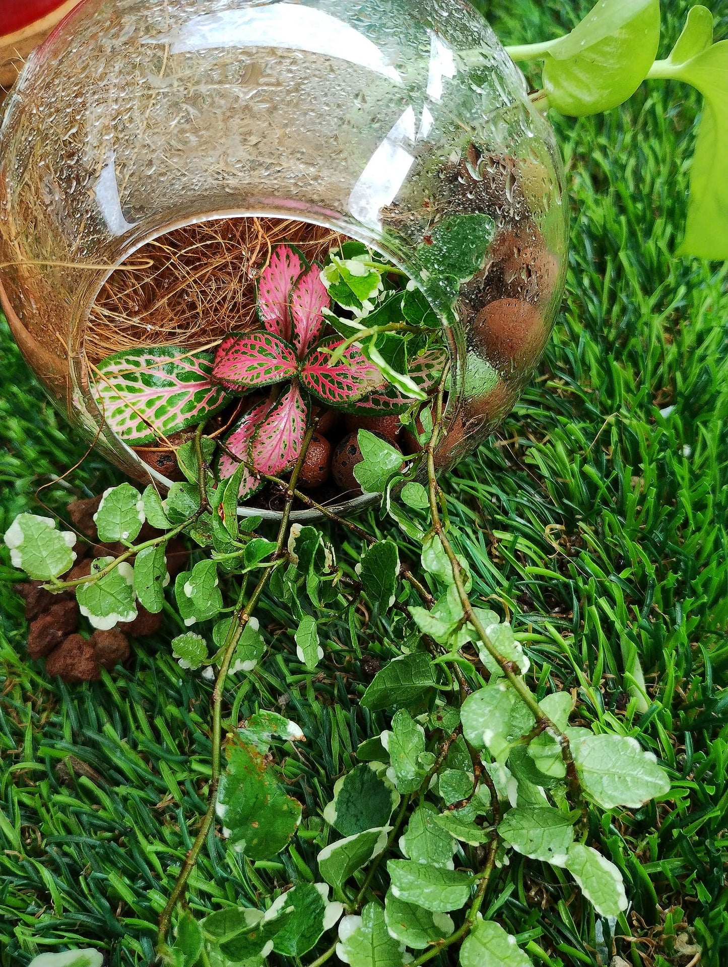 Mini Terrarium